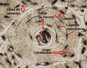 Osteona secundaria en detalle. Marcadas las estructuras principales de una osteona.