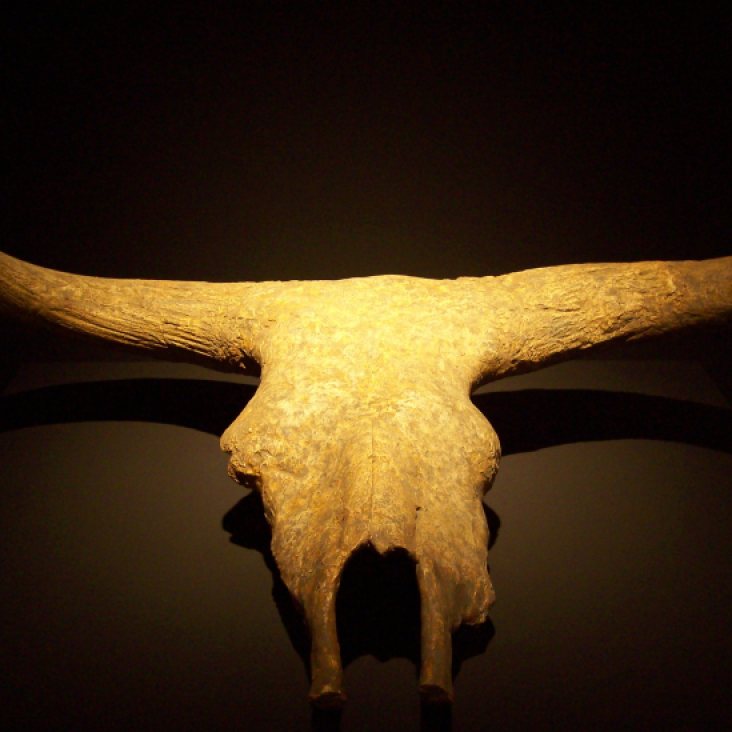 Cráneo de Uro. Museo Arqueológico Regional (Alcalá de Henares). Foto: Marta Menacho.