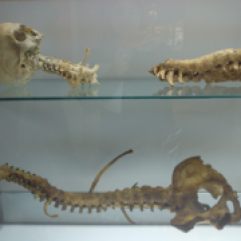 Esqueletos Patologías: fusión vértebras. Museo Reverte Coma (UCM). Foto: Marta Menacho.