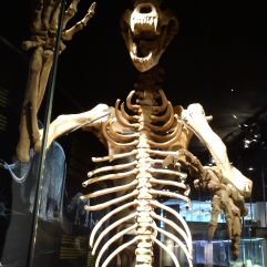 Esqueleto de Oso. Cosmocaixa. Foto: Marta Menacho.