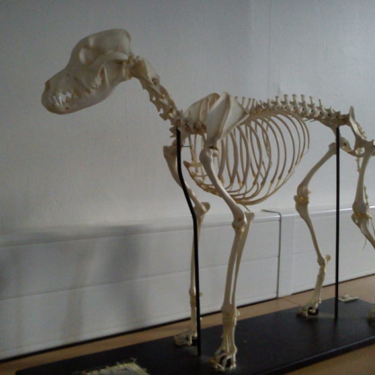 Esqueleto de perro. Universidad Edimburgo. Foto: Marta Menacho.