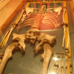 Esqueleto de hombre gigante. Museo Nacional Antropología (Madrid). Foto: Marta Menacho.